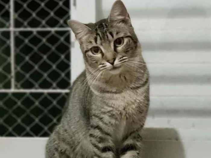 Gato ra a SRD idade 1 ano nome Zara