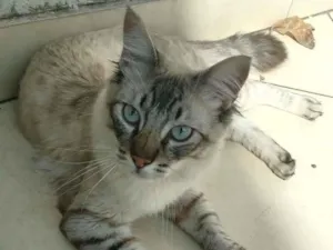 Gato raça srd idade 2 a 6 meses nome Draco