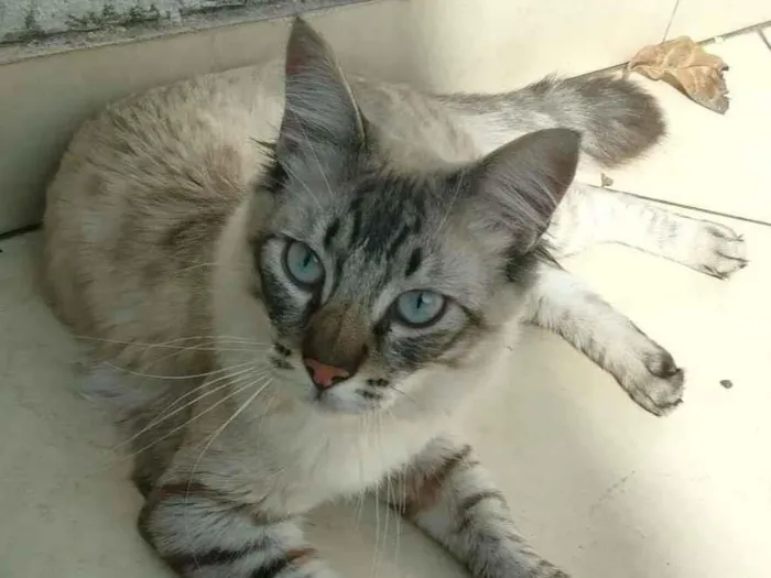 Gato ra a srd idade 2 a 6 meses nome Draco