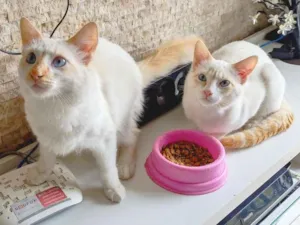 Gato raça srd idade 7 a 11 meses nome Haroldo & Paçoca