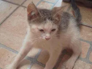 Gato raça Sem raça definida idade 2 a 6 meses nome Sem nome