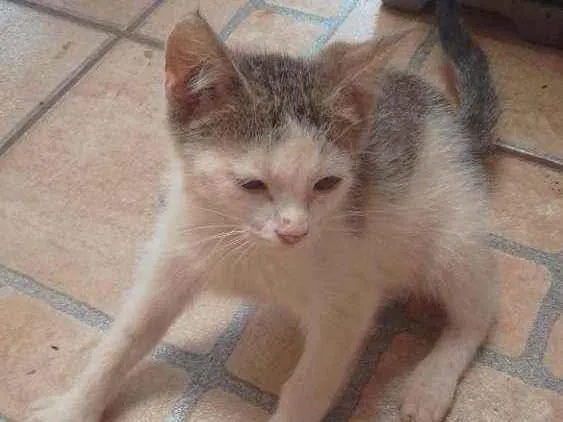Gato ra a Sem raça definida idade 2 a 6 meses nome Sem nome