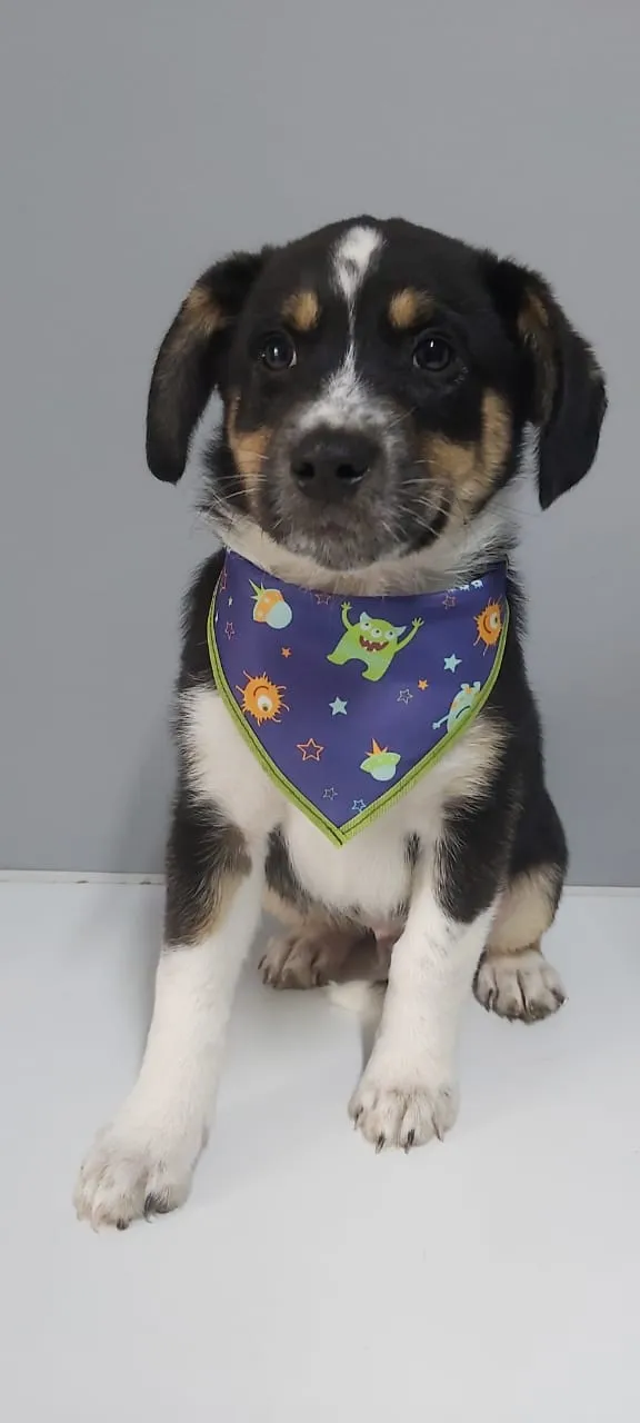 Cachorro raça SRD idade 2 a 6 meses nome Eithan