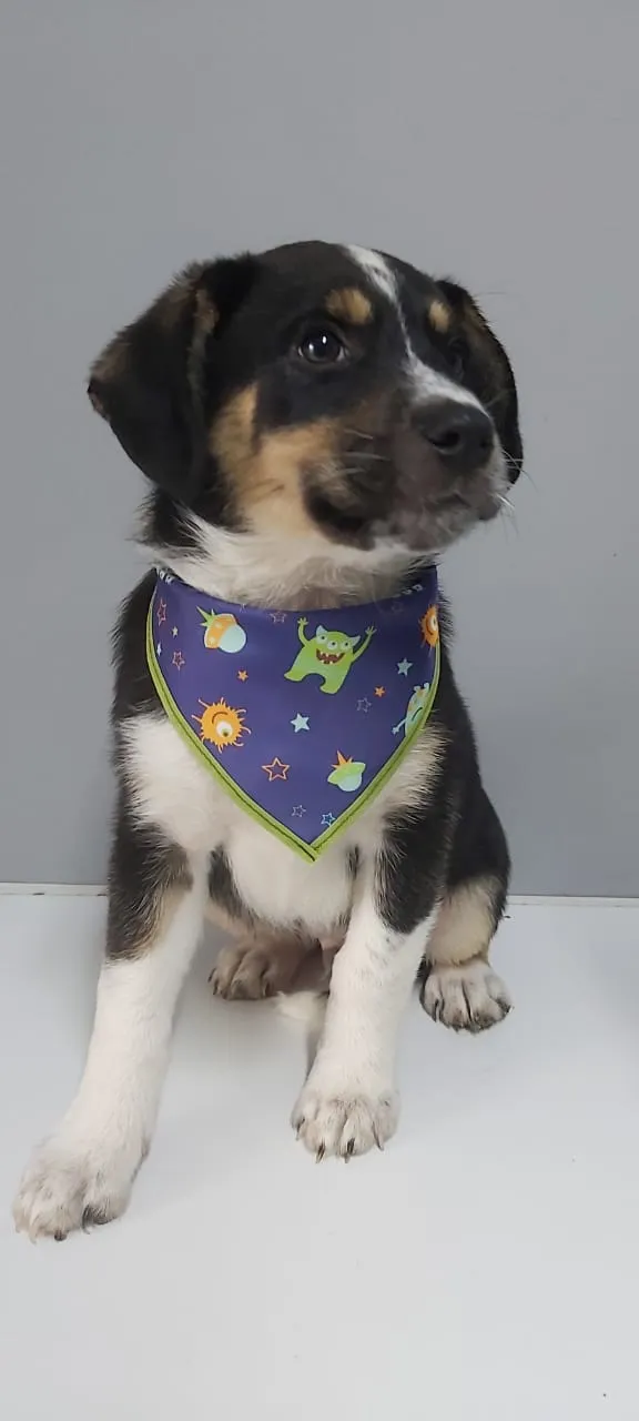 Cachorro raça SRD idade 2 a 6 meses nome Eithan
