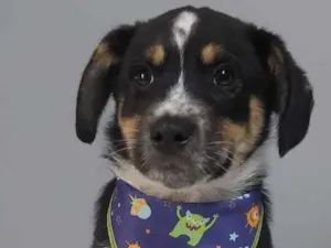 Cachorro raça SRD idade 2 a 6 meses nome Eithan
