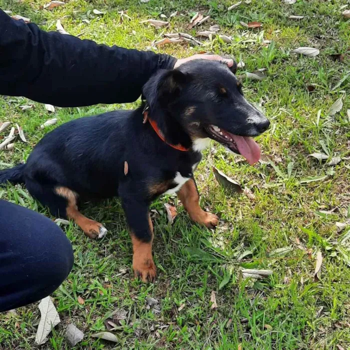 Cachorro ra a Mix de salsichinha  idade 7 a 11 meses nome Pitty/Zoe