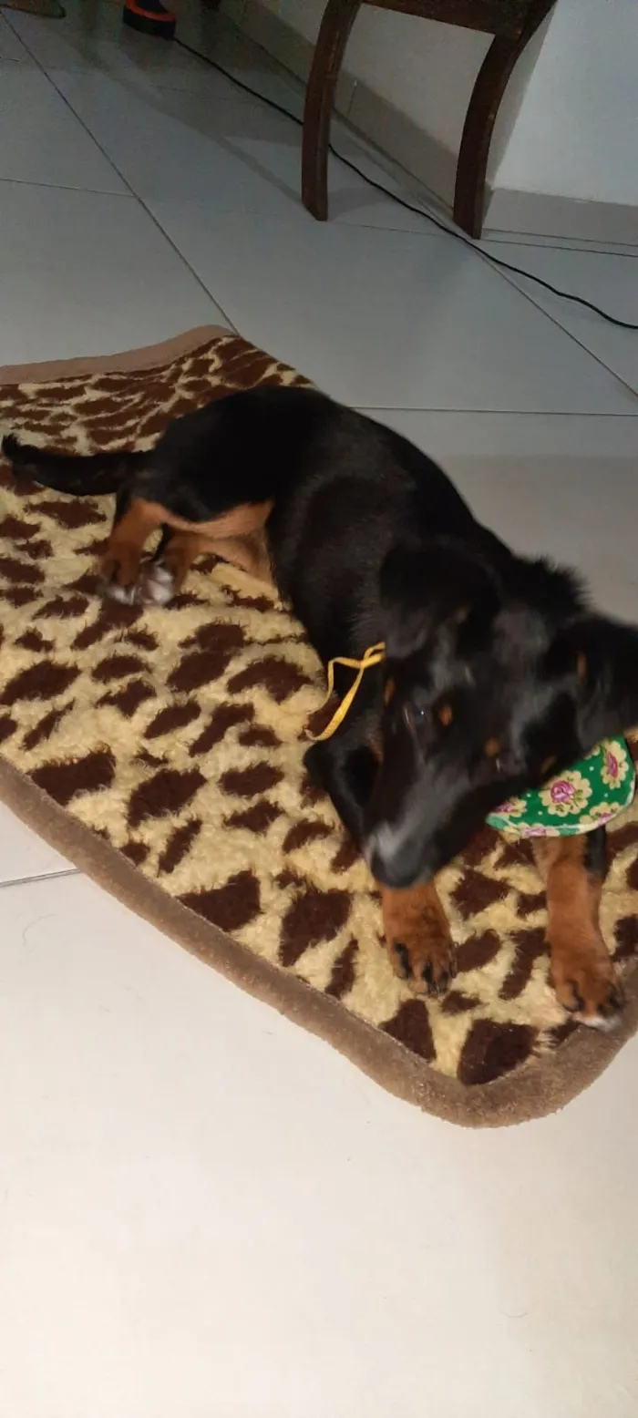 Cachorro ra a Mix de salsichinha  idade 7 a 11 meses nome Pitty/Zoe
