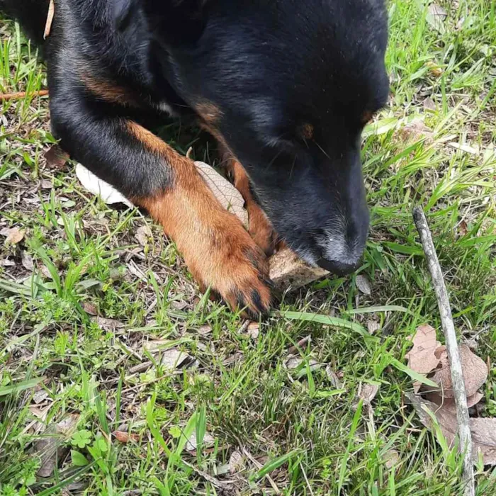 Cachorro ra a Mix de salsichinha  idade 7 a 11 meses nome Pitty/Zoe