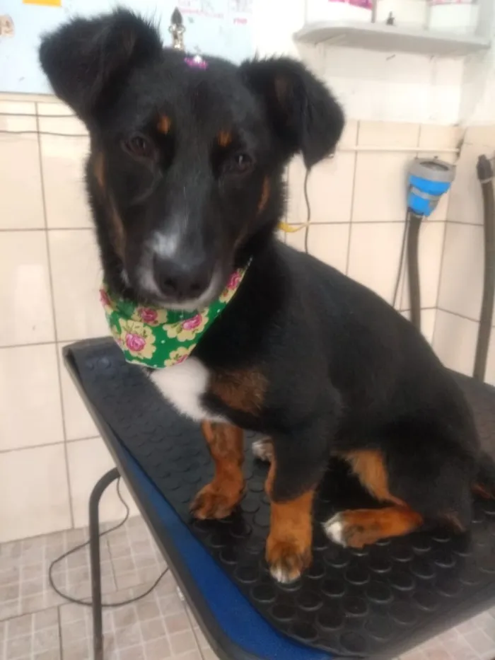 Cachorro ra a Mix de salsichinha  idade 7 a 11 meses nome Pitty/Zoe