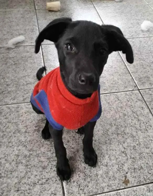 Cachorro ra a SRD idade 2 a 6 meses nome Yuri