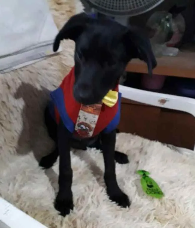Cachorro ra a SRD idade 2 a 6 meses nome Yuri