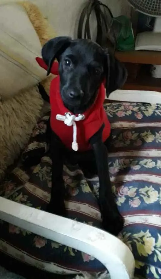 Cachorro ra a SRD idade 2 a 6 meses nome Yuri