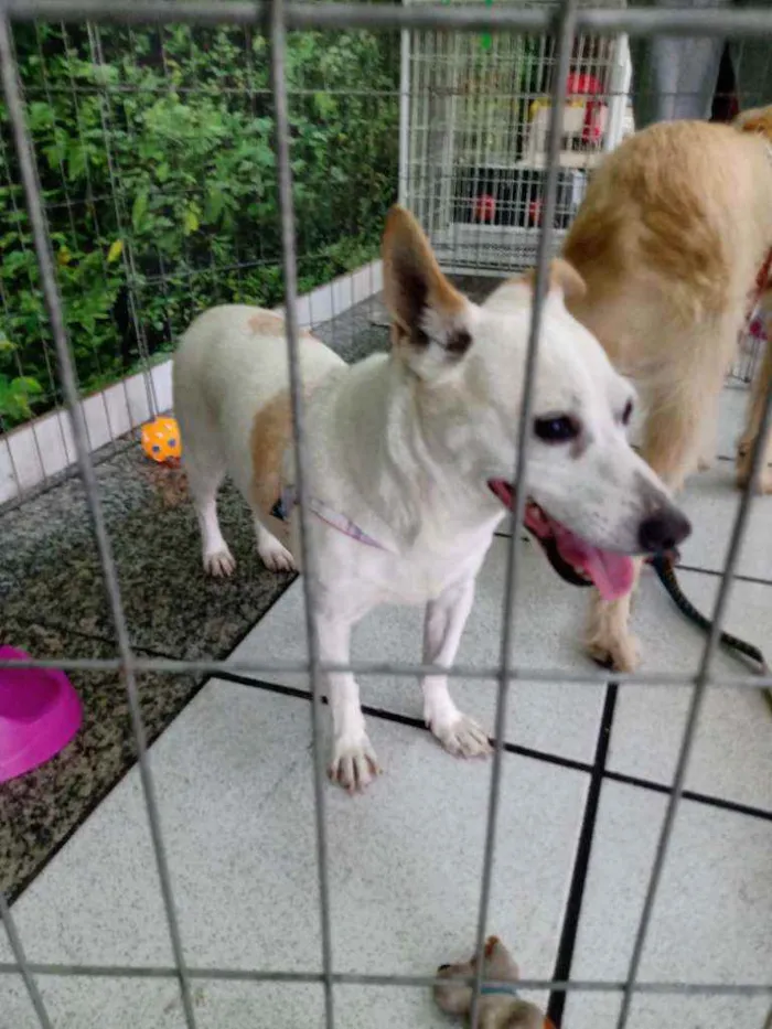 Cachorro raça SRD idade 1 ano nome Branca