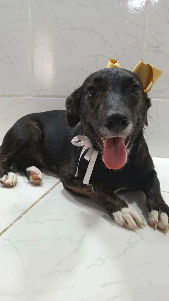 Cachorro ra a SRD idade 7 a 11 meses nome Katita
