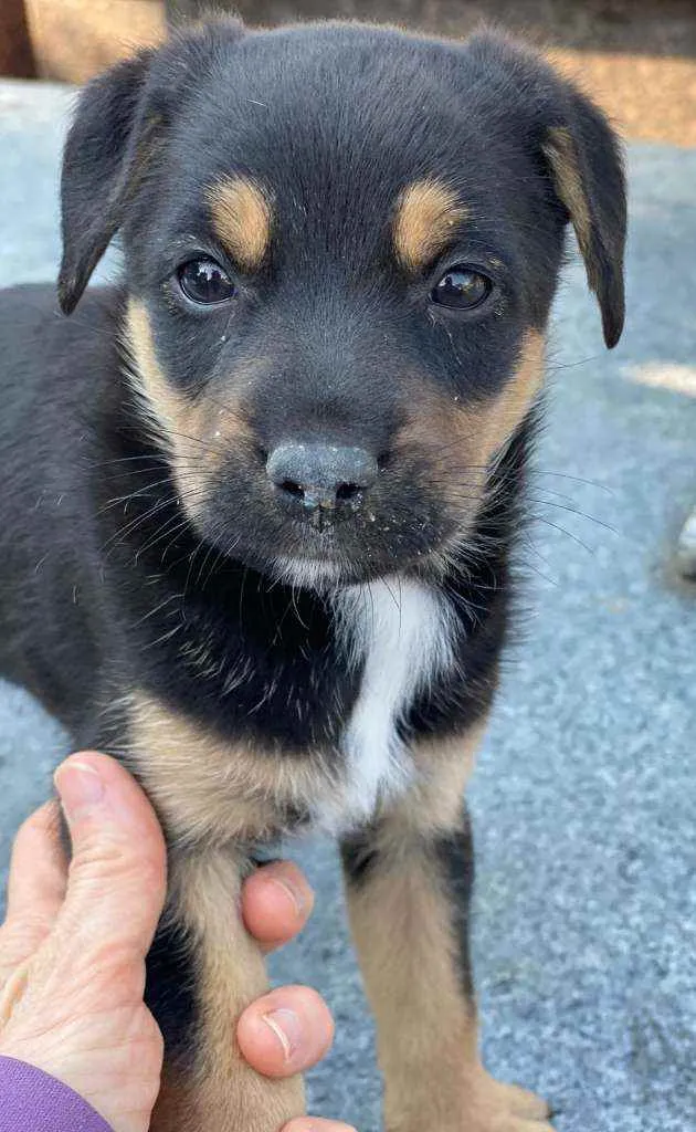 Cachorro ra a SRD idade Abaixo de 2 meses nome Filhote 2 meses 