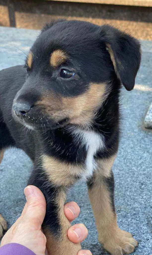 Cachorro ra a SRD idade Abaixo de 2 meses nome Filhote 2 meses 