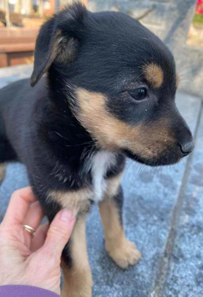 Cachorro ra a SRD idade Abaixo de 2 meses nome Filhote 2 meses 
