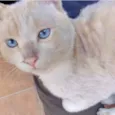Gato raça Srd idade 1 ano nome Guapo gatinho lindo 