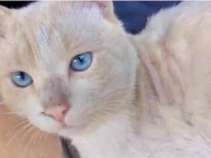 Gato raça Srd idade 1 ano nome Guapo gatinho lindo 