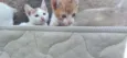 Lola,ioda,nina