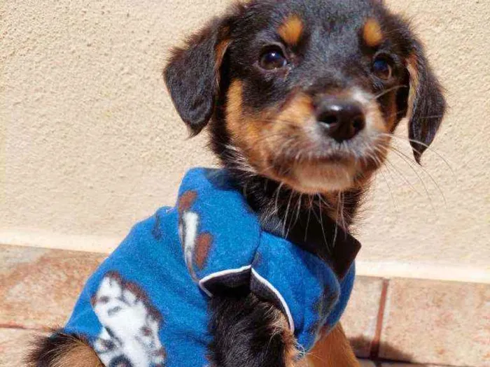 Cachorro raça Srd idade 2 a 6 meses nome Ze Felipe 