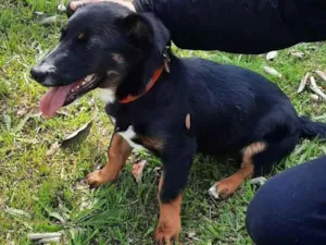 Cachorro raça Mix de salsichinha  idade 7 a 11 meses nome Pitty/Zoe