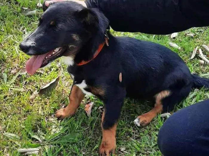 Cachorro ra a Mix de salsichinha  idade 7 a 11 meses nome Pitty/Zoe