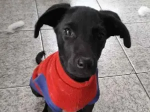 Cachorro raça SRD idade 2 a 6 meses nome Yuri