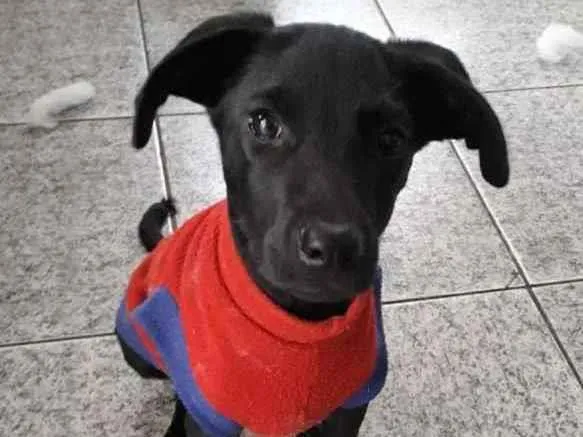 Cachorro ra a SRD idade 2 a 6 meses nome Yuri