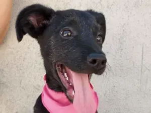 Cachorro raça SRD idade 1 ano nome Cindy