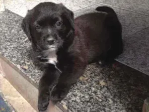 Cachorro raça Srd idade  nome Bombom 