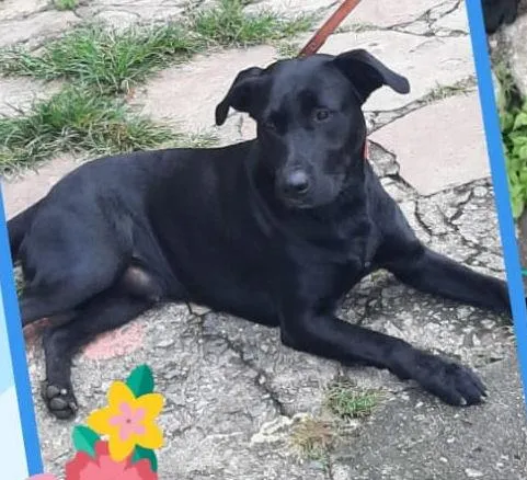 Cachorro ra a Labrador idade 1 ano nome Max