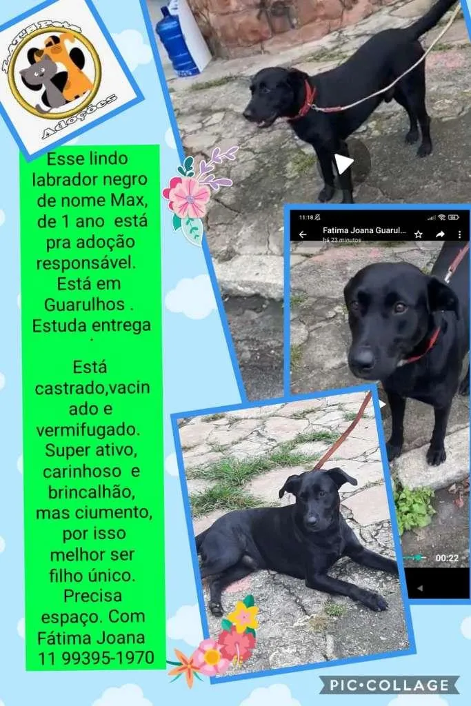 Cachorro ra a Labrador idade 1 ano nome Max