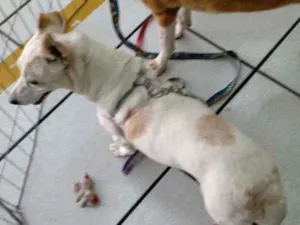 Cachorro raça SRD idade 1 ano nome Branca
