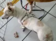 Cachorro raça SRD idade 1 ano nome Branca