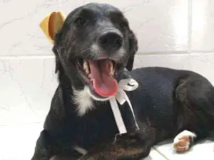 Cachorro raça SRD idade 7 a 11 meses nome Katita