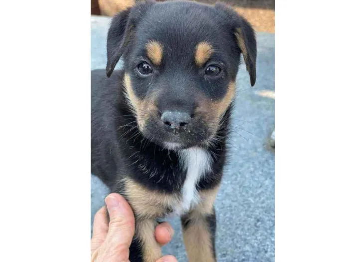 Cachorro ra a SRD idade Abaixo de 2 meses nome Filhote 2 meses 