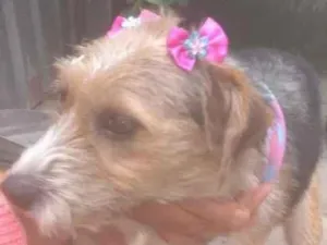 Cachorro raça SRD-ViraLata idade 2 anos nome Pequena