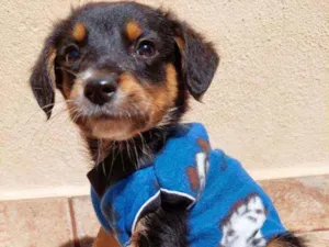 Cachorro raça Srd idade 2 a 6 meses nome Ze Felipe 