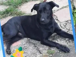 Cachorro raça Labrador idade 1 ano nome Max