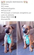 Caramelinho
