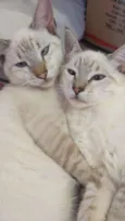 Tom & Miguelito