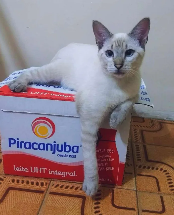 Gato ra a srd idade 7 a 11 meses nome Tom & Miguelito