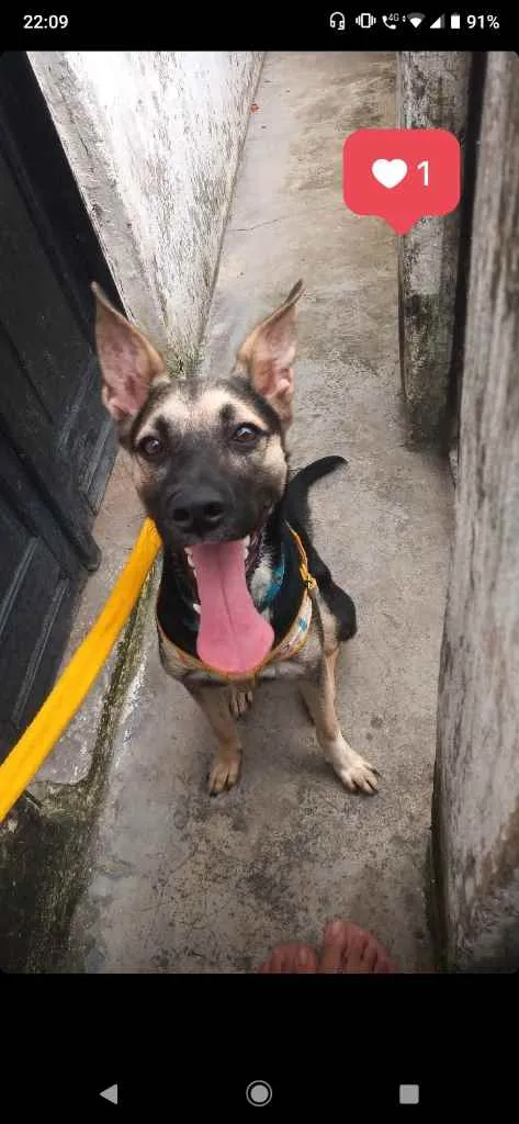 Cachorro ra a SRD (Sem Raça Definida) idade 7 a 11 meses nome Shimi
