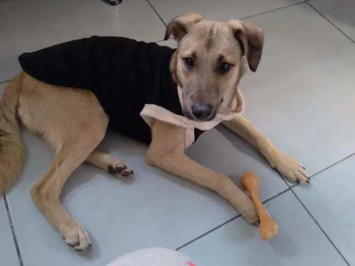 Cachorro raça Srd idade 7 a 11 meses nome Jony