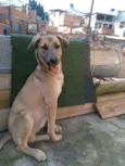 Cachorro raça Srd idade 7 a 11 meses nome Jony