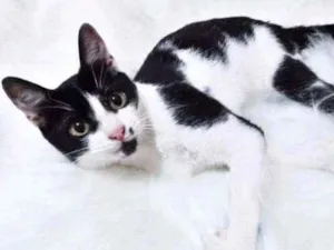 Gato raça Felina idade 2 a 6 meses nome Frajolinha