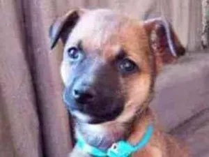 Cachorro raça Canina idade Abaixo de 2 meses nome Caramelinho