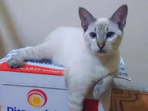 Gato raça srd idade 7 a 11 meses nome Tom & Miguelito