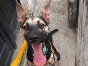 Cachorro raça SRD (Sem Raça Definida) idade 7 a 11 meses nome Shimi
